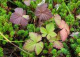 Rubus arcticus. Листья, принимающие осеннюю окраску. Камчатский край, Елизовский р-н, берег Авачинского залива, Халактырский пляж, шикшевник. 29.08.2022.