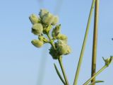 Silene wolgensis