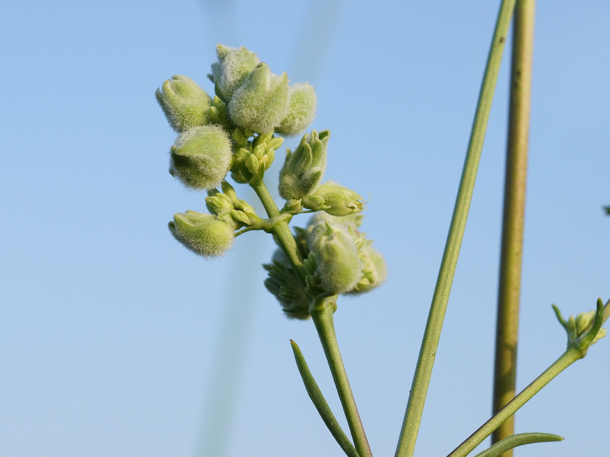 Image of Silene wolgensis specimen.