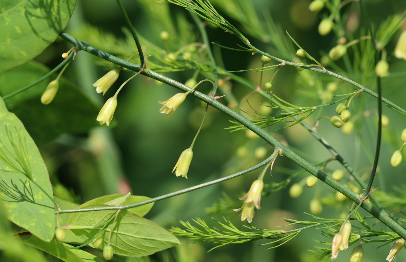 Изображение особи Asparagus officinalis.