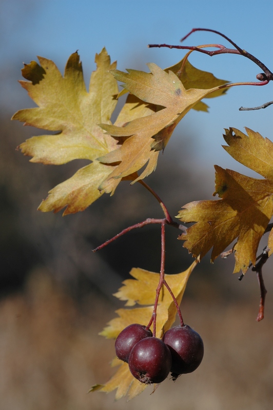 Image of Crataegus songarica specimen.