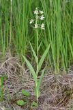 Epipactis palustris