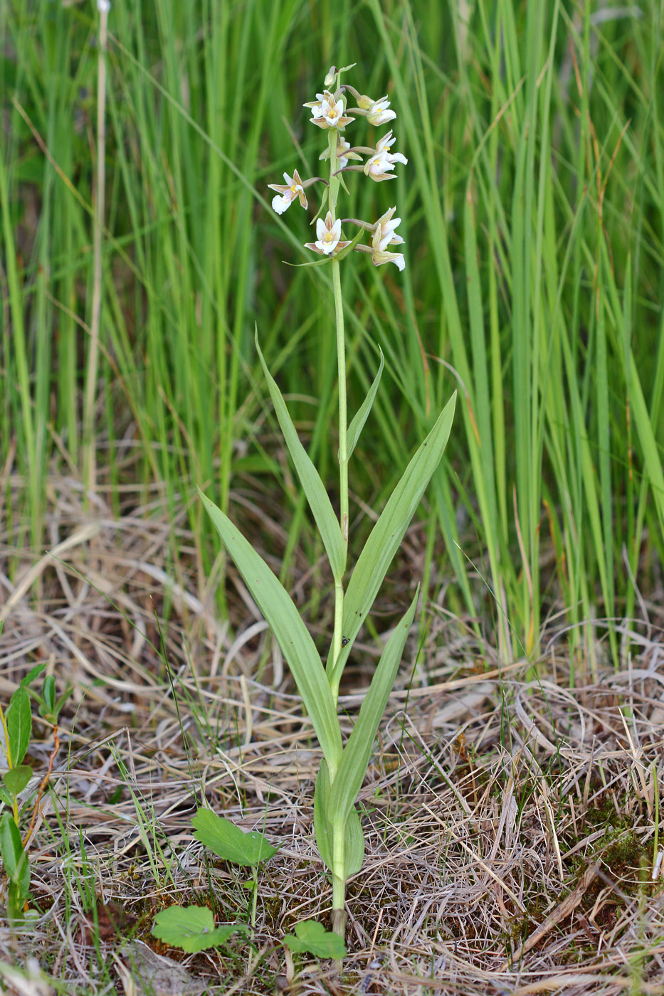 Изображение особи Epipactis palustris.