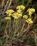 Helichrysum arenarium