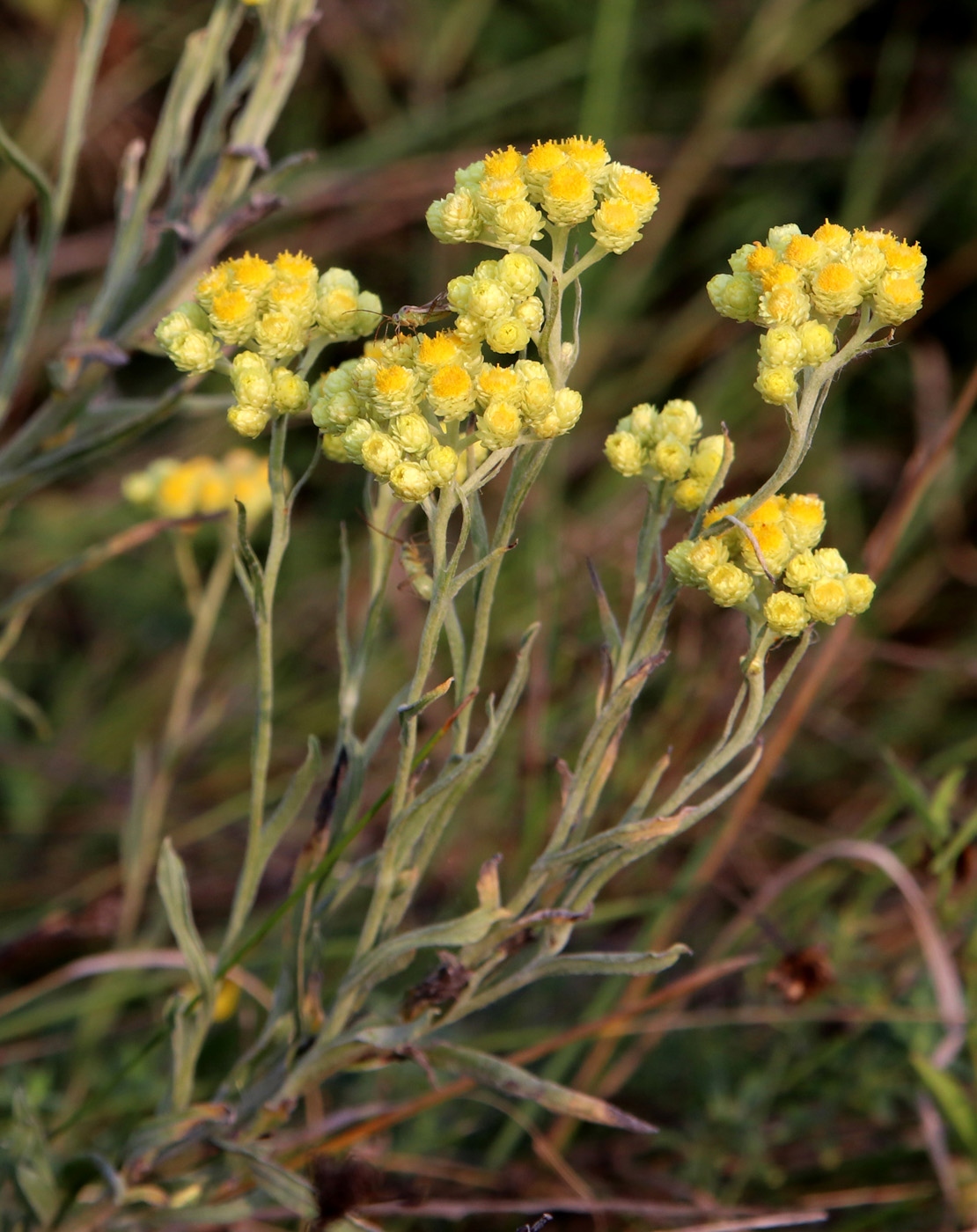 Image of Helichrysum arenarium specimen.