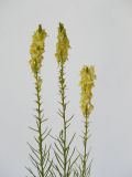 Linaria vulgaris. Верхушки побегов с соцветиями. Республика Молдова, пригород Кишинева, г. Кодру. 17 июля 2009 г.