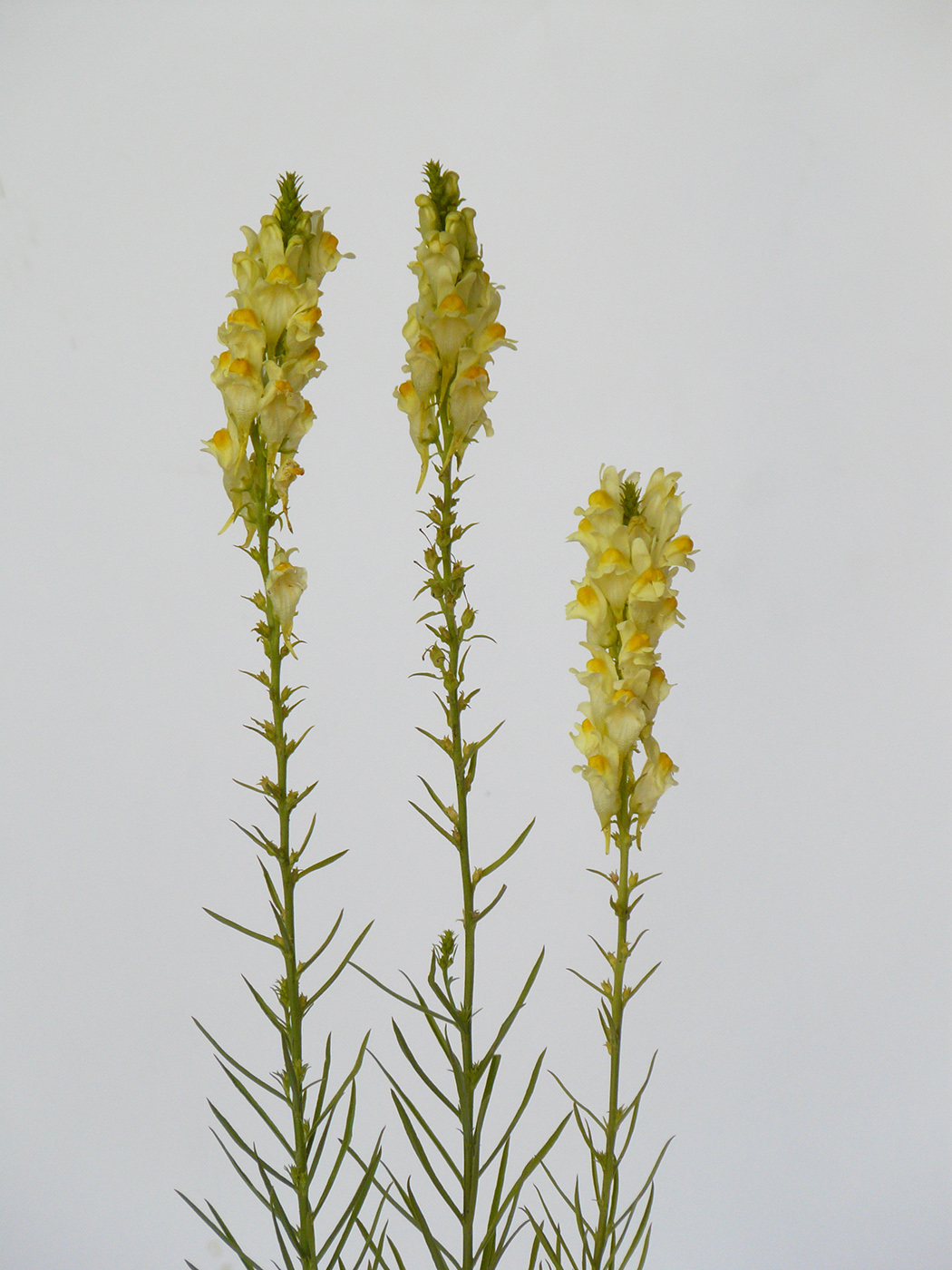 Image of Linaria vulgaris specimen.