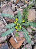 род Astragalus