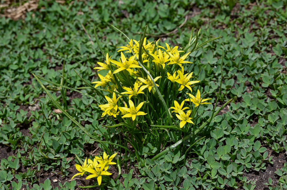 Изображение особи Gagea liotardii.