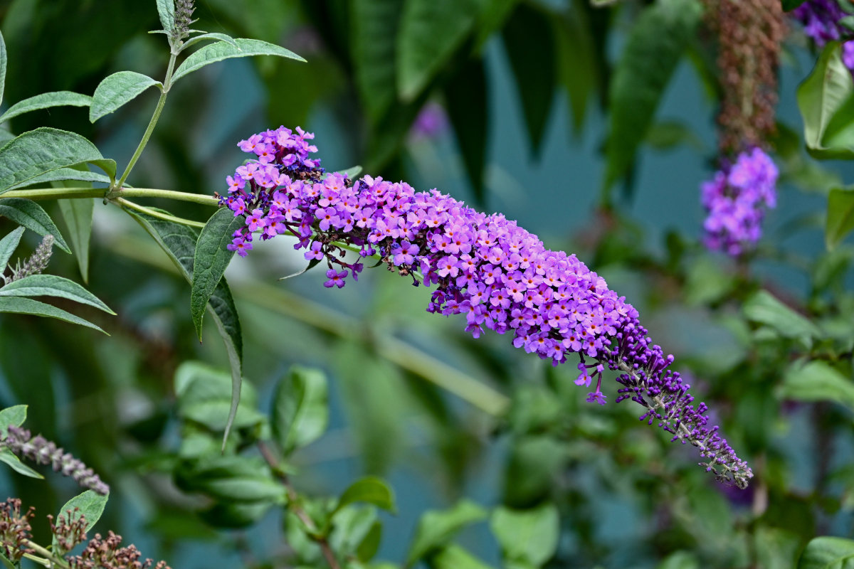 Image of Buddleja davidii specimen.