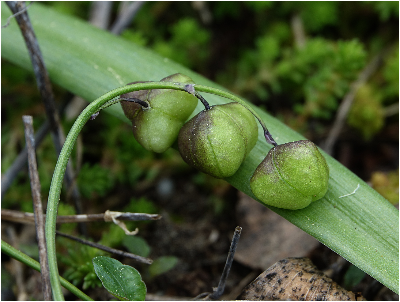 Изображение особи Scilla siberica.