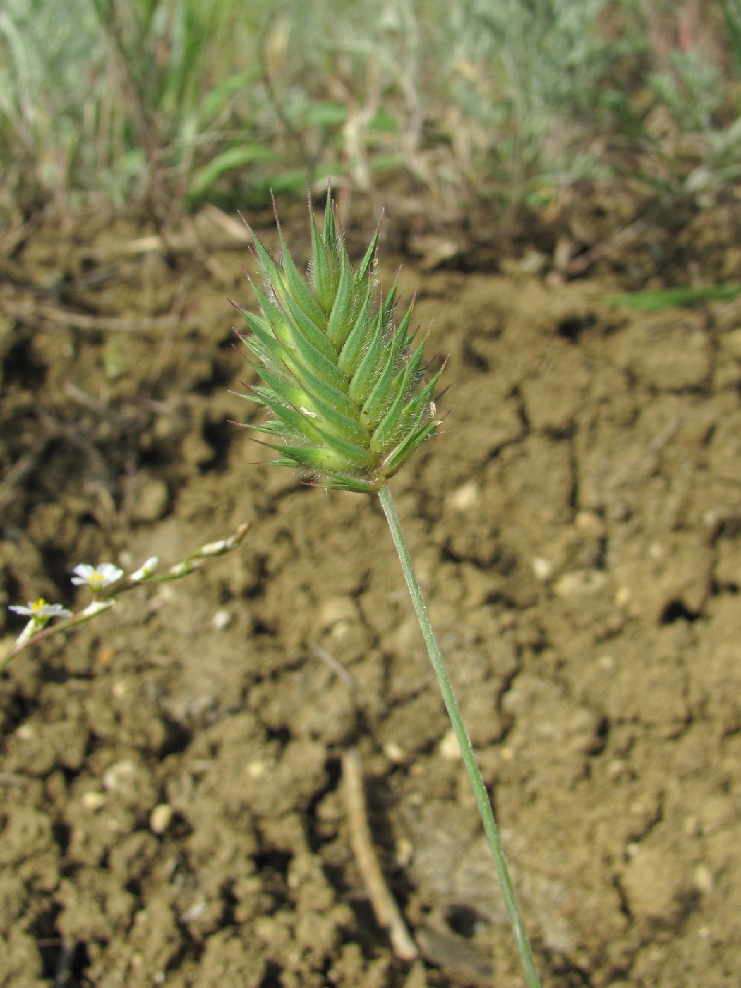 Image of Eremopyrum orientale specimen.