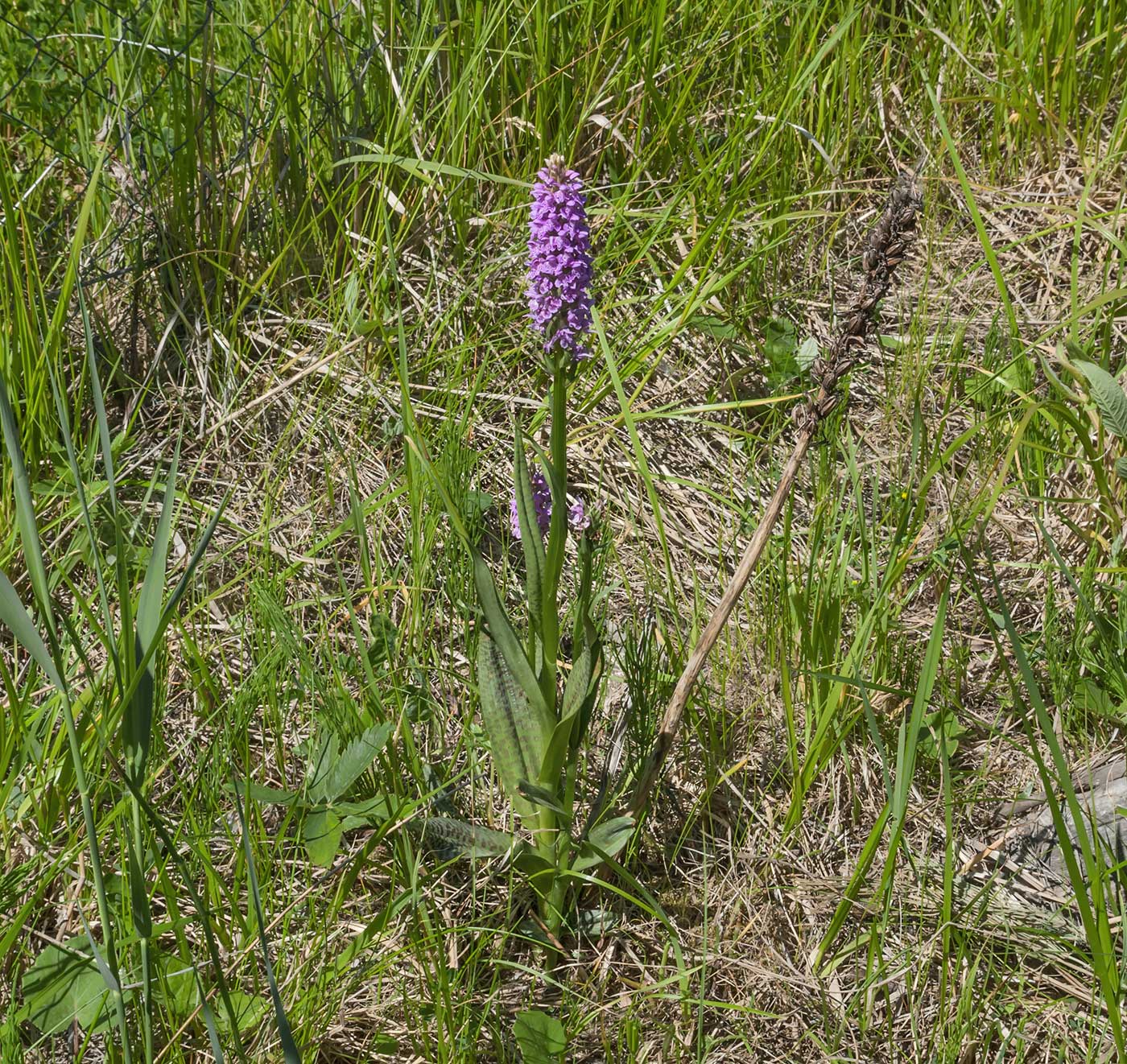 Изображение особи Dactylorhiza baltica.