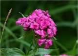 Dianthus barbatus