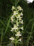 Platanthera chlorantha. Соцветие. Дагестан, Левашинский р-н, окр. с. Цудахар, луг. 15 июня 2023 г.