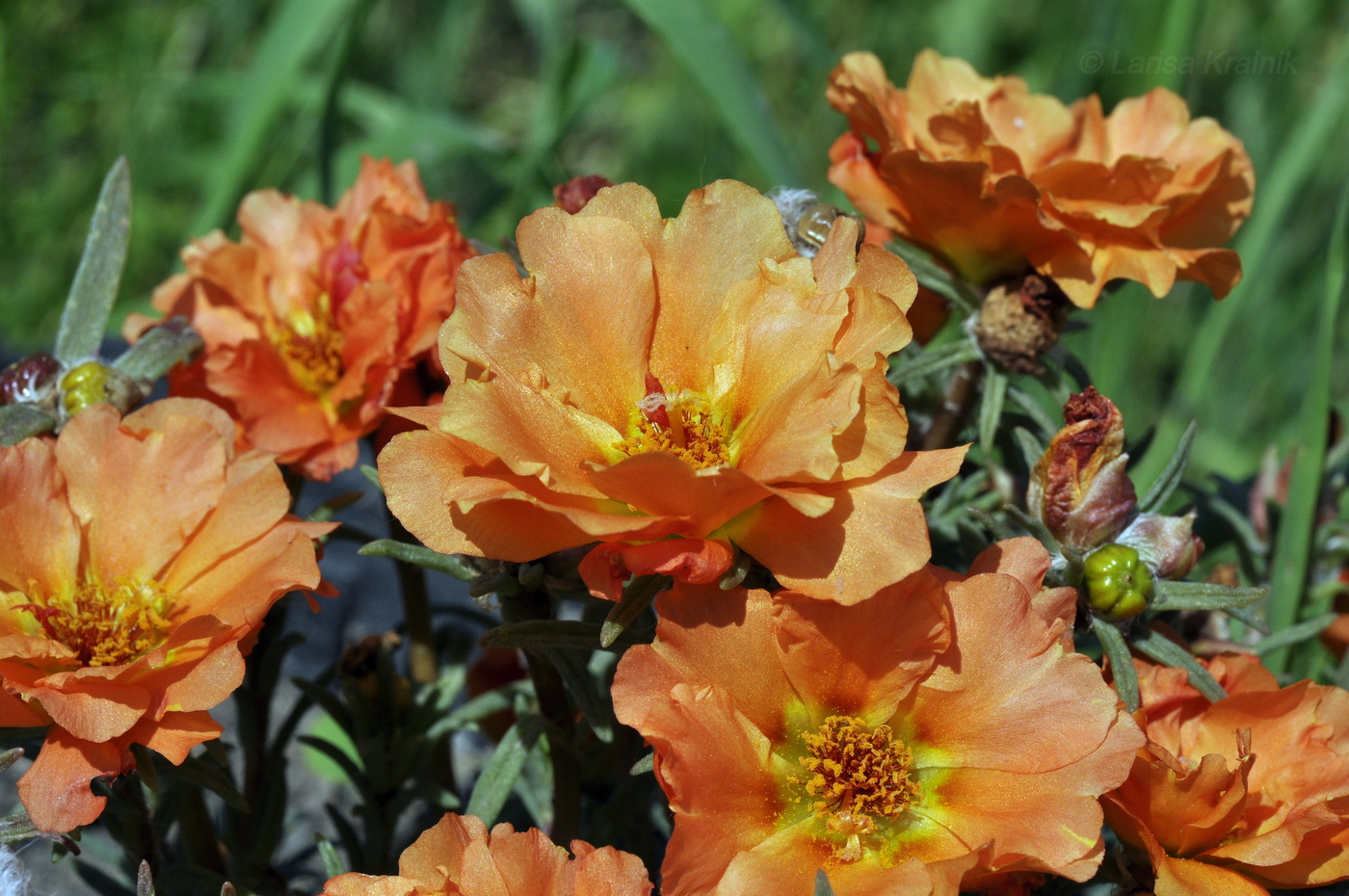 Image of Portulaca grandiflora specimen.