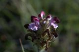 Pedicularis albolabiata