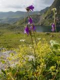 Campanula rapunculoides. Цветущие растения. Карачаево-Черкесия, Урупский р-н, хр. Загедан, долина Ацгарских озёр, ≈ 2600 м н.у.м., верхнее озеро, альпийский луг, в расщелине скалы. 09.08.2023.