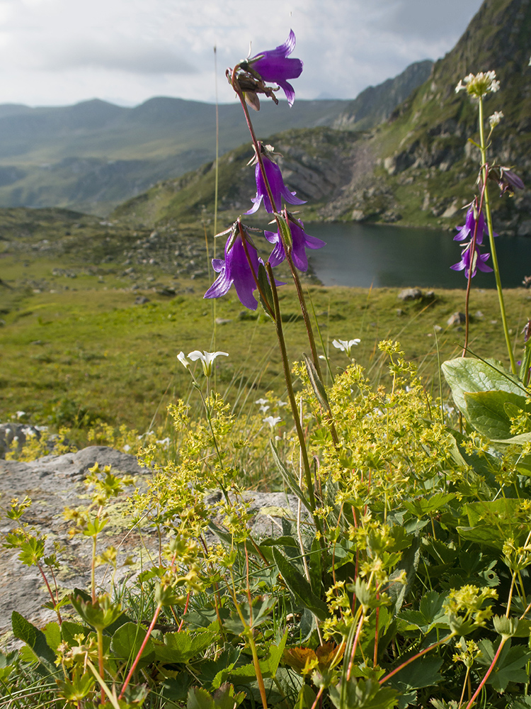 Изображение особи Campanula rapunculoides.