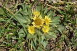 Inula rhizocephala. Цветущее растение. Узбекистан, Наманганская обл., Папский р-н, местность Арашан, выше термального источника, выс. ок. 2800 м н.у.м., мелкозёмисто-щебнистое травянистое местообитание. 11.07.2023.