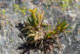 Draba scabra. Цветущее растение, извлечённое из земли. Карачаево-Черкесия, Урупский р-н, Кавказский биосферный заповедник, Имеретинский горный узел, окр. оз. Поднебесное, ≈ 2800 м н.у.м., альпийский луг. 17.09.2023.