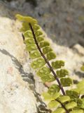 Asplenium trichomanes