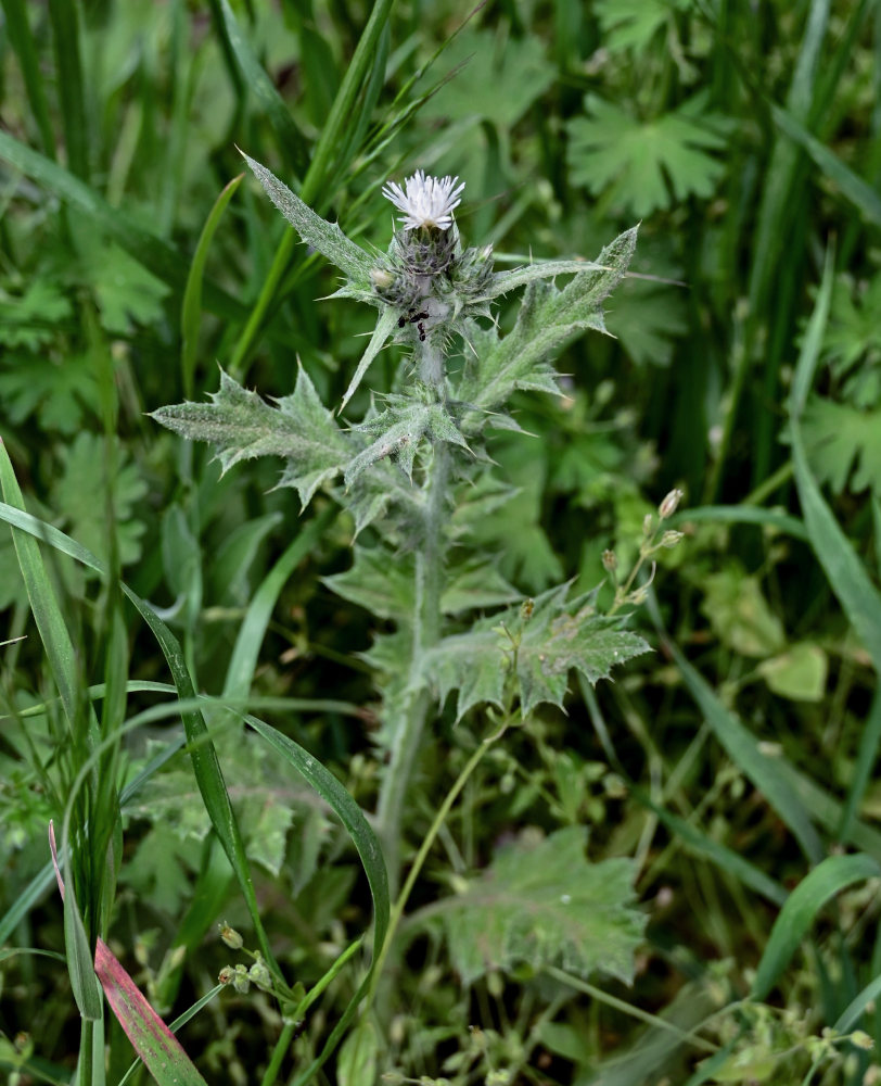 Изображение особи Carduus arabicus.