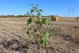 Abutilon theophrasti