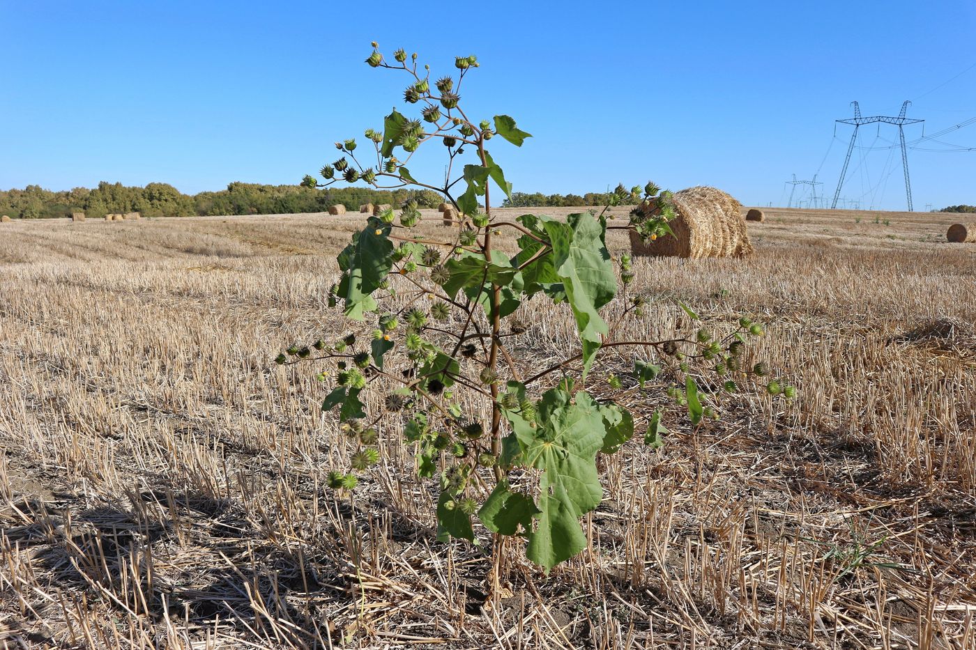 Image of Abutilon theophrasti specimen.
