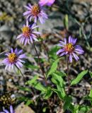 Aster sibiricus. Верхушки побегов с соцветиями. Красноярский край, Таймырский Долгано-Ненецкий р-н, плато Путорана, долина р. Кутарамакан, прибрежный галечник. 25.07.2023.