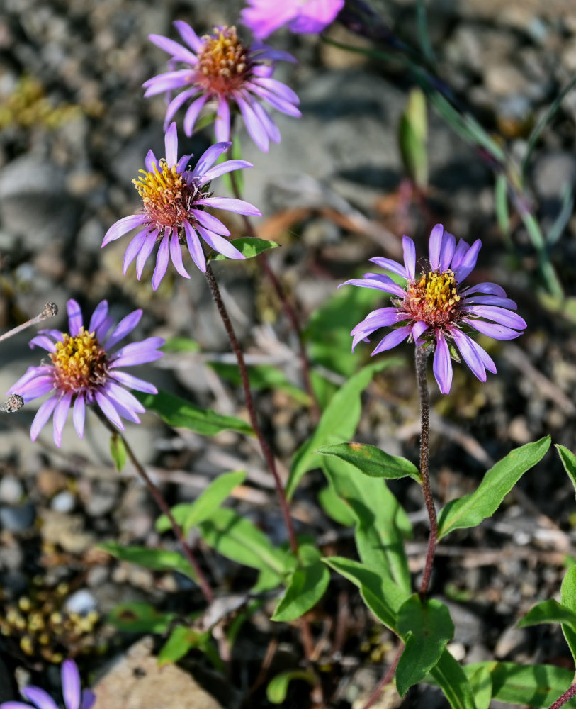 Изображение особи Aster sibiricus.