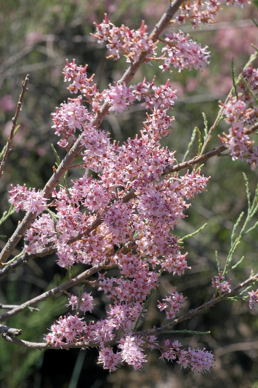 Image of Tamarix laxa specimen.