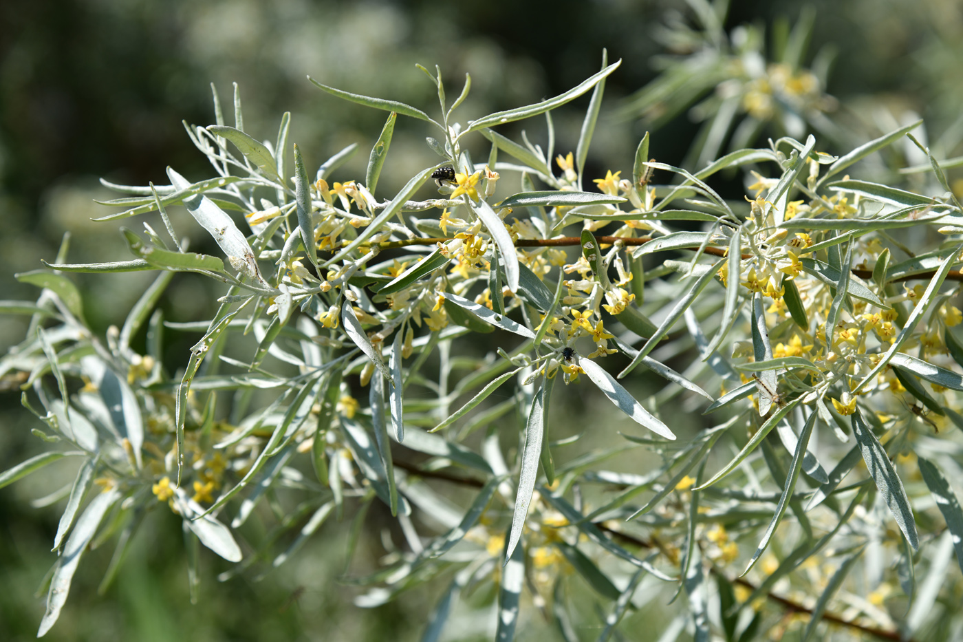 Image of Elaeagnus iliensis specimen.