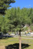 Pinus pinea