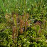 Drosera anglica