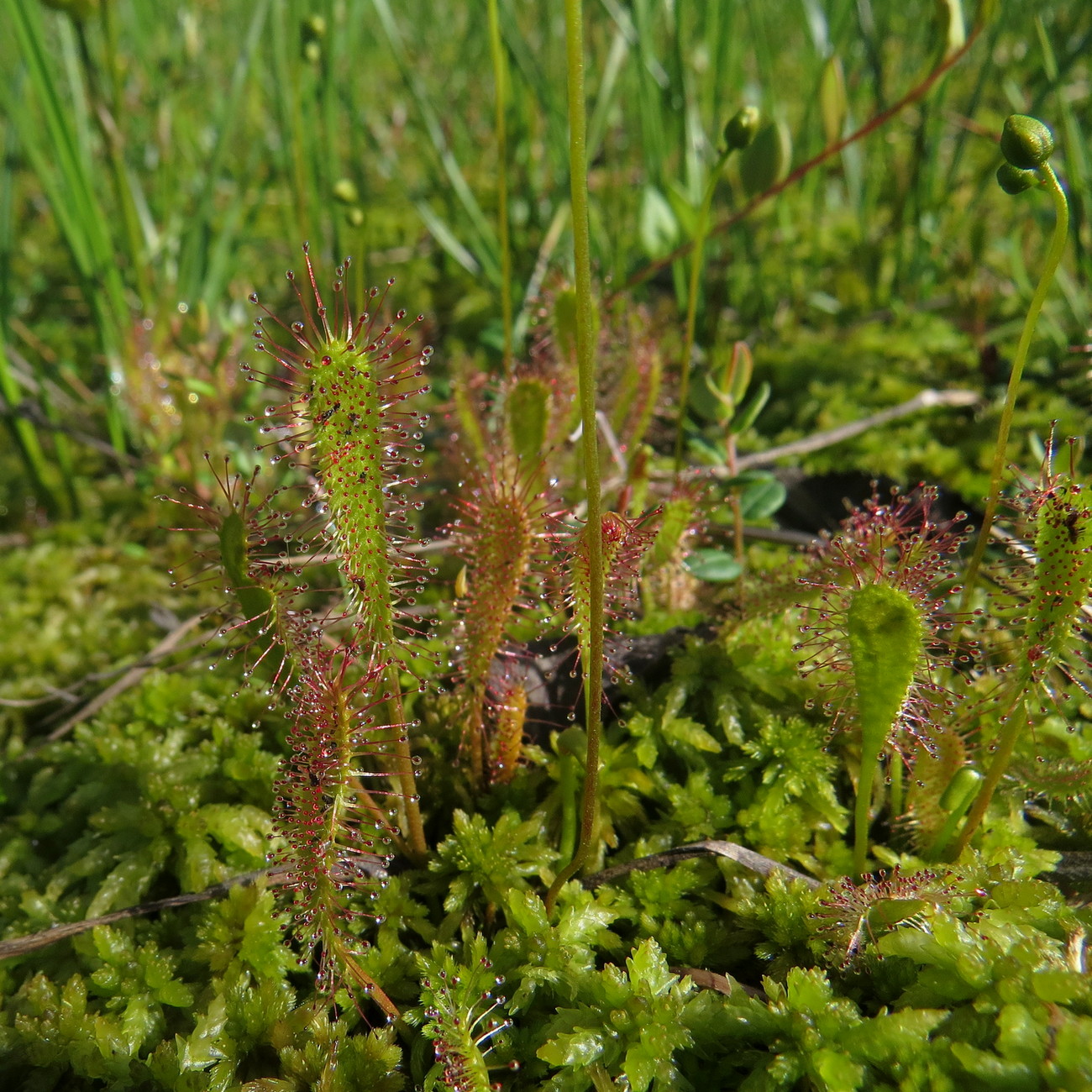 Image of Drosera anglica specimen.