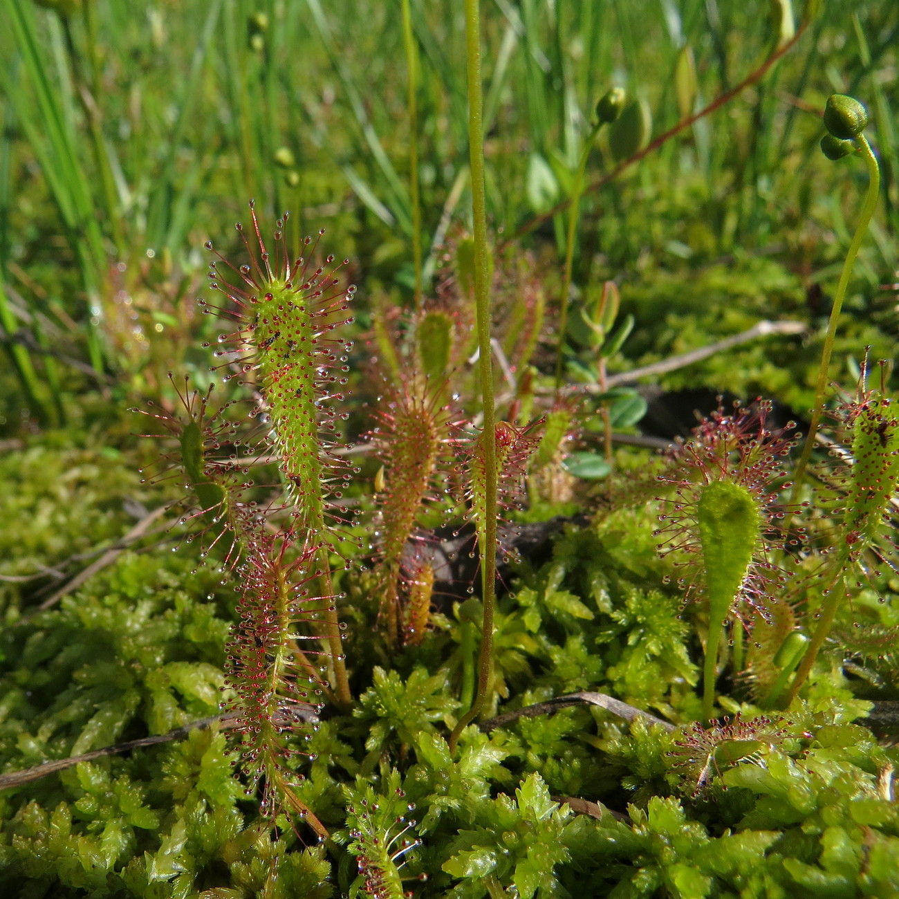 Изображение особи Drosera anglica.