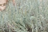 Artemisia rutifolia. Побеги с соцветиями. Казахстан, Алматинская обл., Заилийский Алатау, ущелье р. Тургень, ≈2100 м н.у.м., скалы. 8 июля 2022 г.