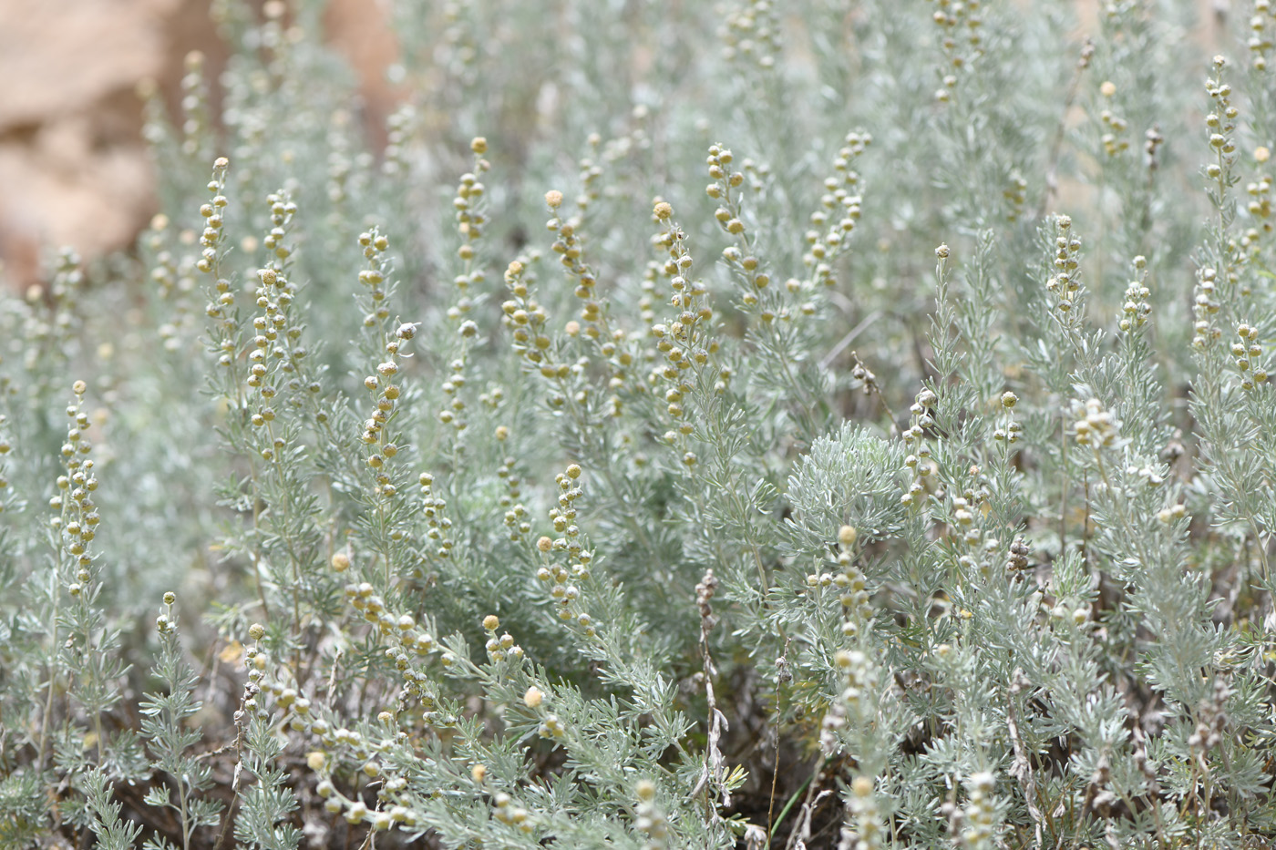 Image of Artemisia rutifolia specimen.