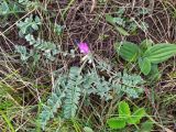 Astragalus testiculatus