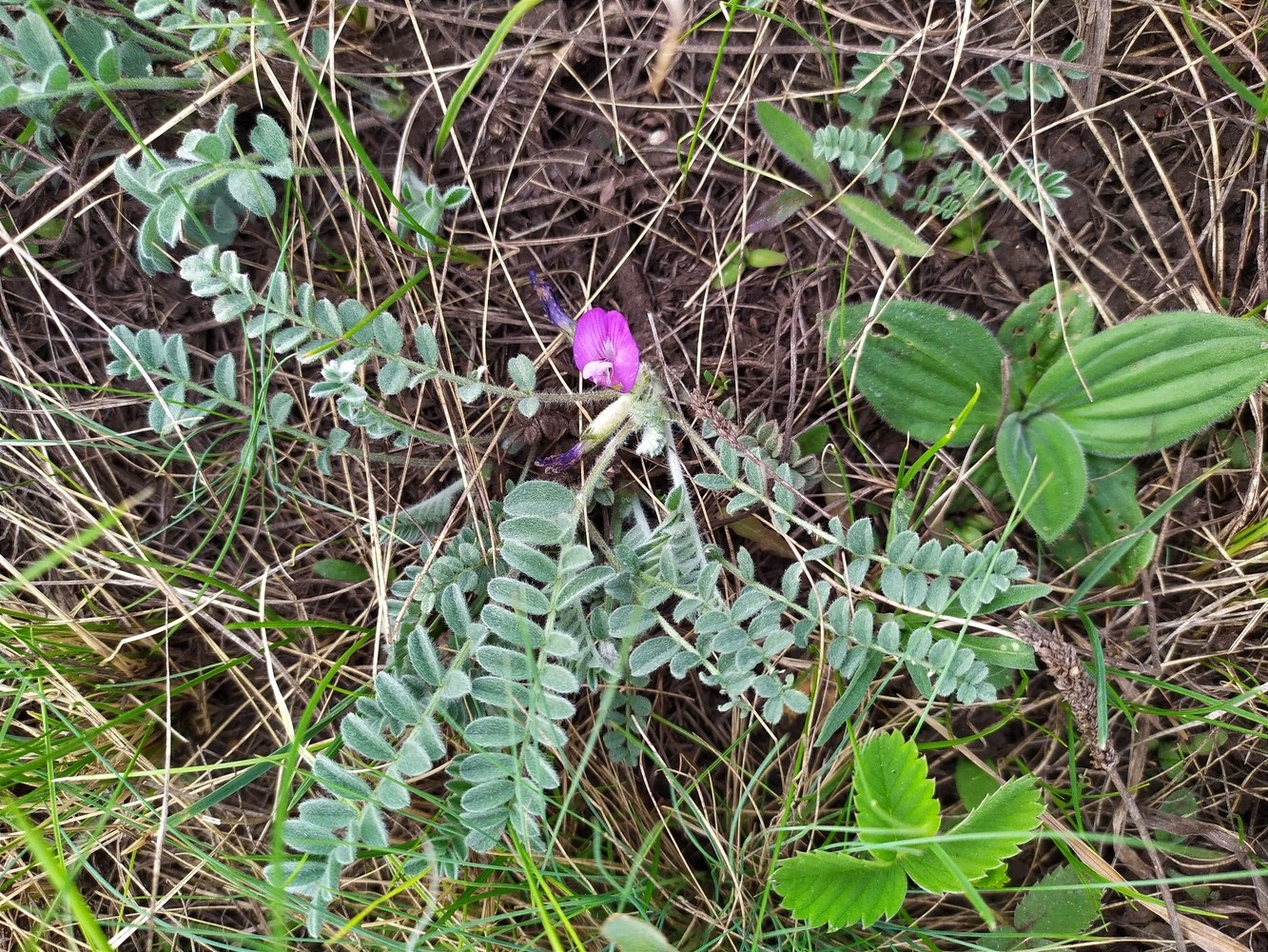 Изображение особи Astragalus testiculatus.