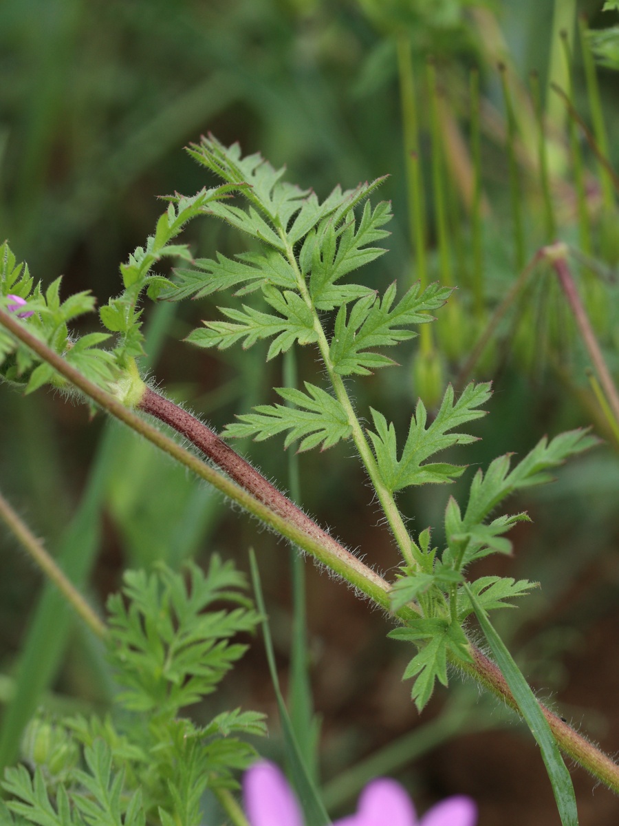 Image of Erodium cicutarium specimen.