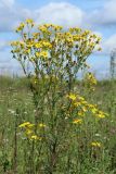 Senecio jacobaea. Верхушка растения с цветущими, развивающимися и отцветшими корзинками. Беларусь, Витебская обл., окр. пос. Езерище, используемый под выпас(?) суходольный луг. 31.07.2023.