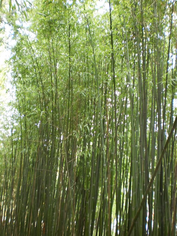 Изображение особи Phyllostachys viridi-glaucescens.