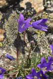 genus Campanula. Цветущие растения. Карачаево-Черкесия, Карачаевский р-н, Большой Кавказ, юго-западный отрог горы Учкуланичи-баши в р-не перевала Ножу, ≈ 3270 м н.у.м., щебнисто-глинистая осыпь. 01.08.2023.