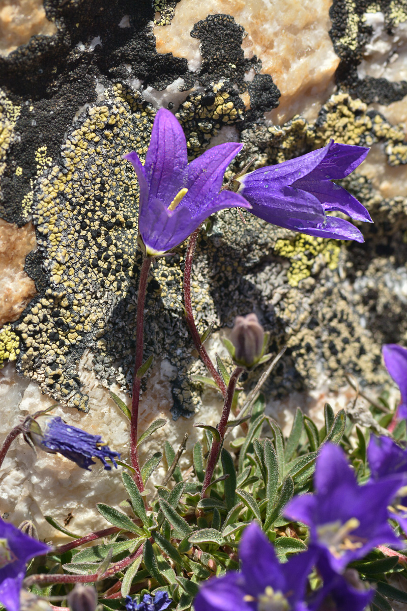 Изображение особи род Campanula.