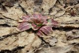 Oenothera rubricaulis. Перезимовавшее растение второго года жизни. Санкт-Петербург, Кронштадтский р-н; о-в Котлин, батарея \"Демидов\", гравийно-песчаная площадка с рудеральной растительностью у подножия земляного вала. 31.03.2024.