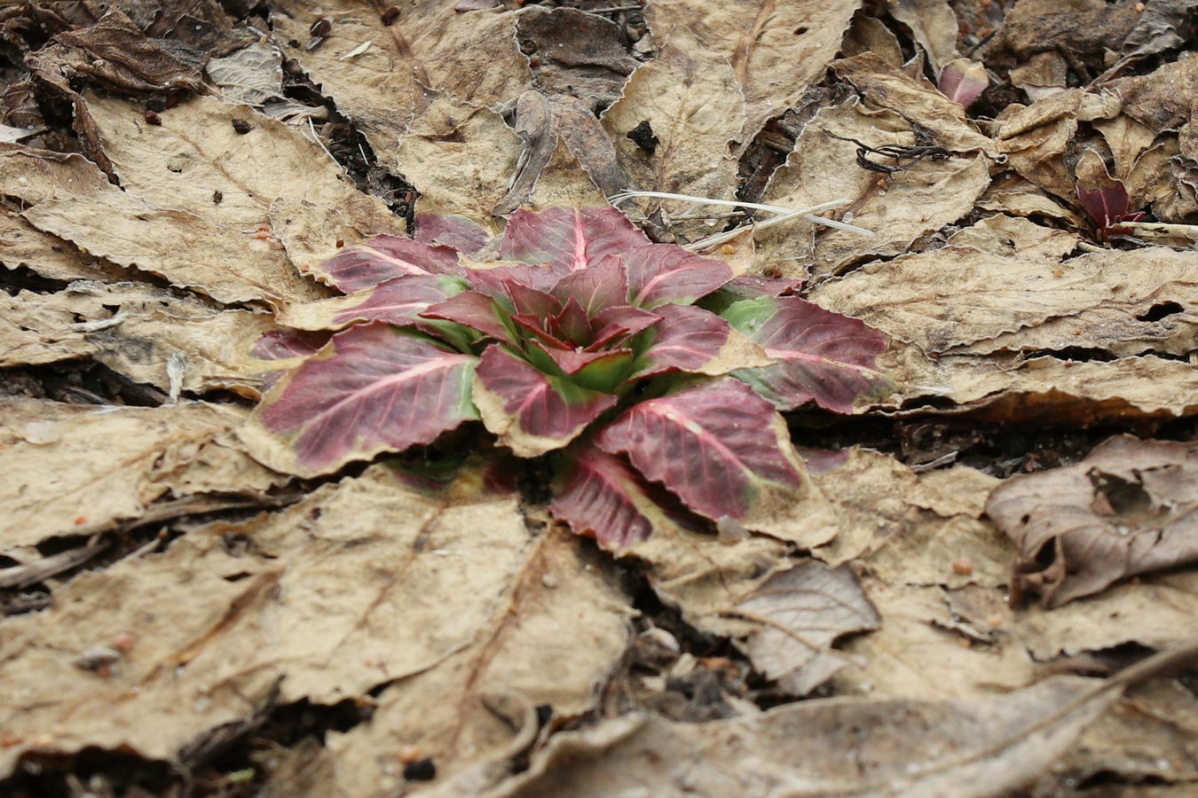 Image of Oenothera rubricaulis specimen.