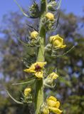 Verbascum boerhavii. Часть соцветия с увядающими цветками и бутонами. Испания, автономное сообщество Каталония, провинция Жирона, комарка Баш Эмпорда, муниципалитет Санта-Кристина-де-Аро, окр. памятника Долмен ла-Кова-ден-Диана, дубовый (Quercus suber) лес, кучи растительного мусора от расчистки просеки. 21.04.2024.