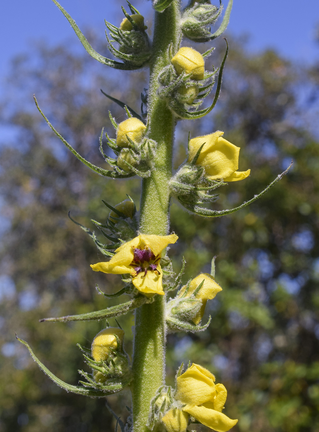 Image of Verbascum boerhavii specimen.